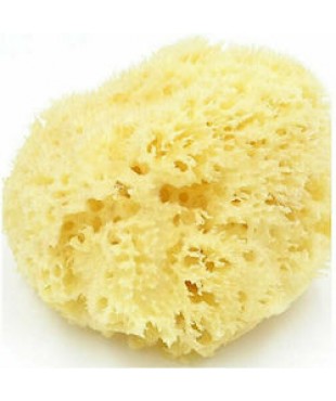 Φυσικά σφουγγάρια, μεγάλα